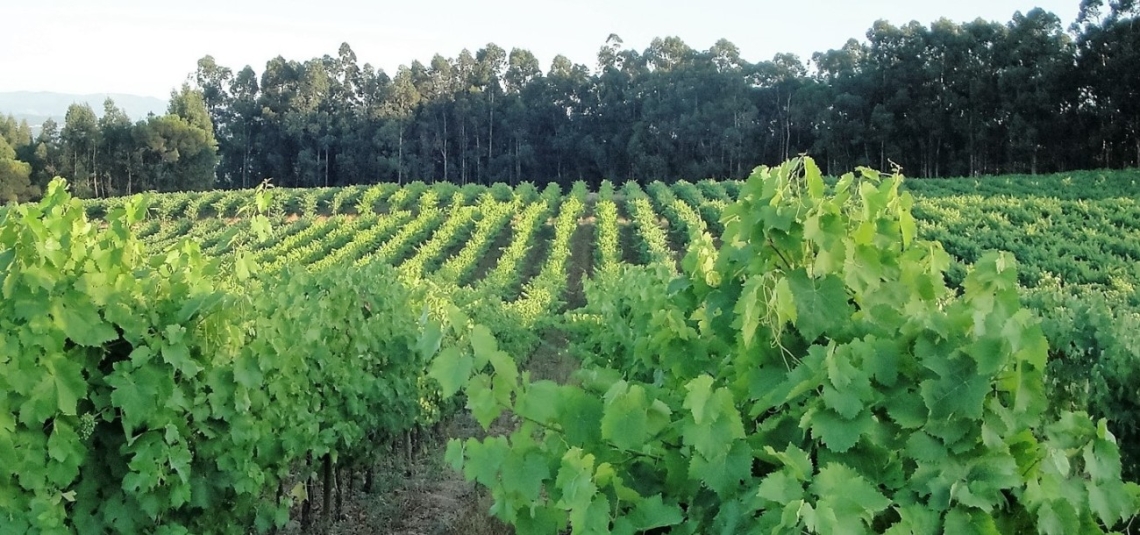 Cabriz Reserva Tinto é um dos dez melhores vinhos portugueses para o Outono