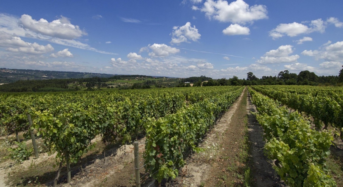 19|90 Premium Wines e Bomcar Mini realizam passeio pelas vinhas de Santar