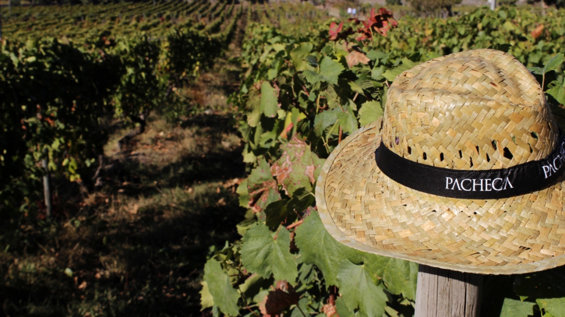 Quinta da Pacheca lançou vinho solidário para com o setor da cultura em Portugal