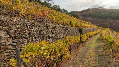 Publicação Robert Parker atribui 97 pontos   ao Quinta dos Muros Porto Vintage 2018