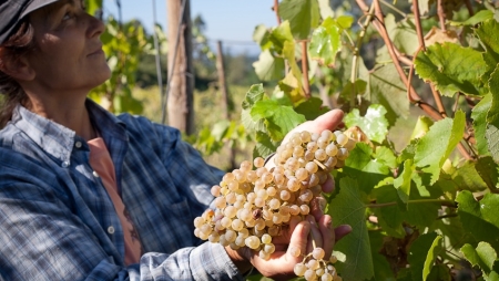 Na Quintas de Melgaço a vindima é em família