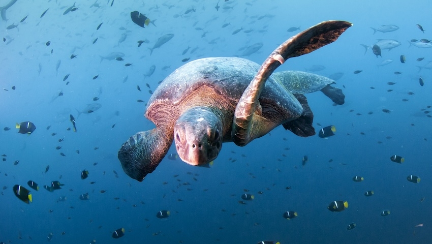 A Novotel anuncia uma parceria com a WWF para a proteção dos oceanos